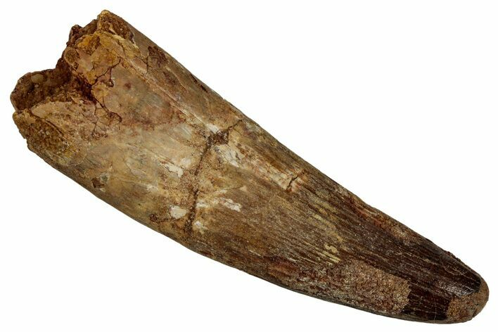 Fossil Spinosaurus Tooth - Feeding Worn Tip #340401